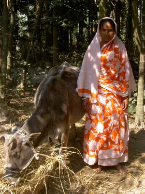 Bangla Frau Sucitra Kuh